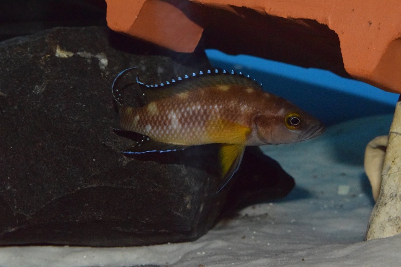 Neolamprologus buescheri 'Kamakonde'